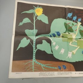 植物的光合作用