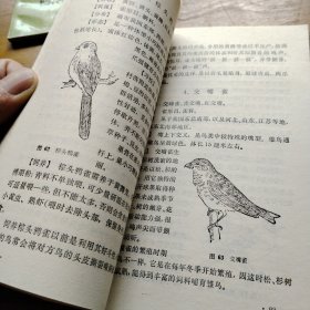观赏鸟的饲育