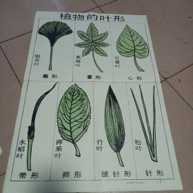 植物的叶形示意图