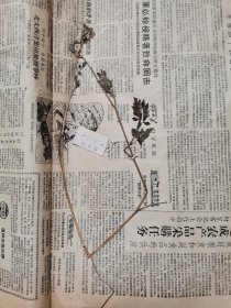 植物标本，无标本台纸.50327-97