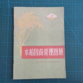 《水稻因苗管理图册》 （16开美品，77年一版一印，实物彩图多，美品）