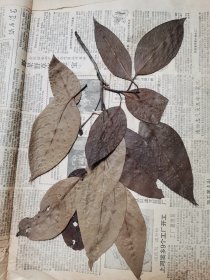 植物标本，无标本台纸.50327-103