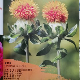 切花种子图谱