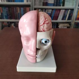 头解剖附脑动脉模型