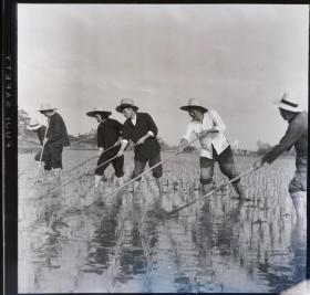 1965安徽省农业展览馆富士底片一张，怀宁县戴礼帽的农民，在秧田中耕锄草
