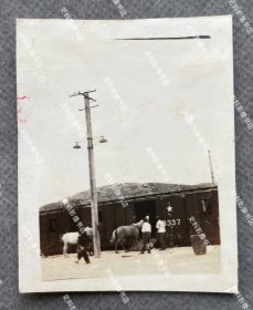 1941年 上海吴淞驻扎的日军第5师团步兵第21旅团的士兵正在运输军马 原版老照片一枚（照片背面有1941年6月7日“松第二部隊本部”即日军第5师团步兵第21旅团司令部检阅章。）