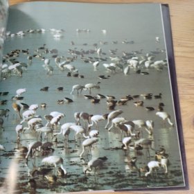 鹤缘：叶学龄摄影作品选:[中英文本]（作者签赠）