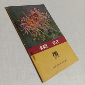 菊花1