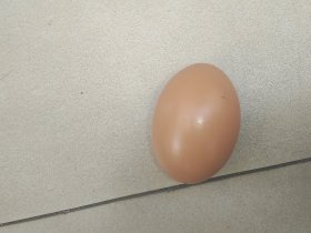 实木实心仿真1：1鸡蛋