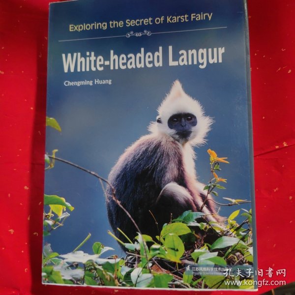White-headed Languy  (Exp;oring the Secret of   Karst Fairy)