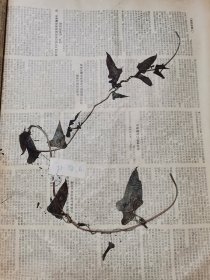 植物标本，无标本台纸.50327-85