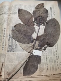 植物标本，无标本台纸.2150527-98