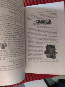 A Manual For The Study Of Insects (1895)【金陵大学馆藏。藏书票一枚】