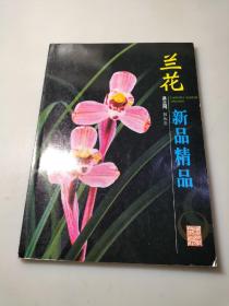 兰花新品精品