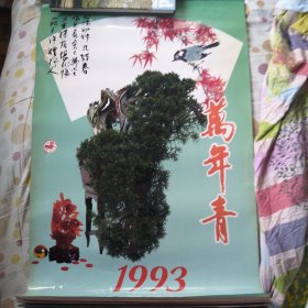 1993年万年青挂历