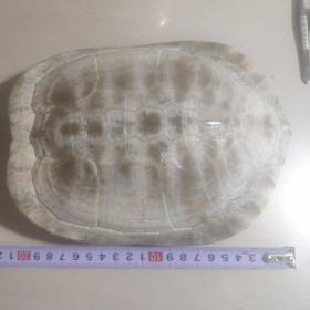 龟壳