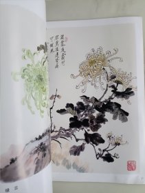触类旁通 菊花 大丽花