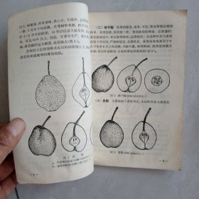 梨树裁培法