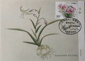 药用植物极限片，清代绘画百合极限片，医学中药材明信片，花卉百合邮票极限片