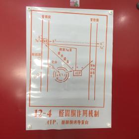 印刷品-医学教学图谱挂图（塑料）——12-4 醛固酮作用机制  AIP：醛固酮诱导蛋白【55】折痕、破损