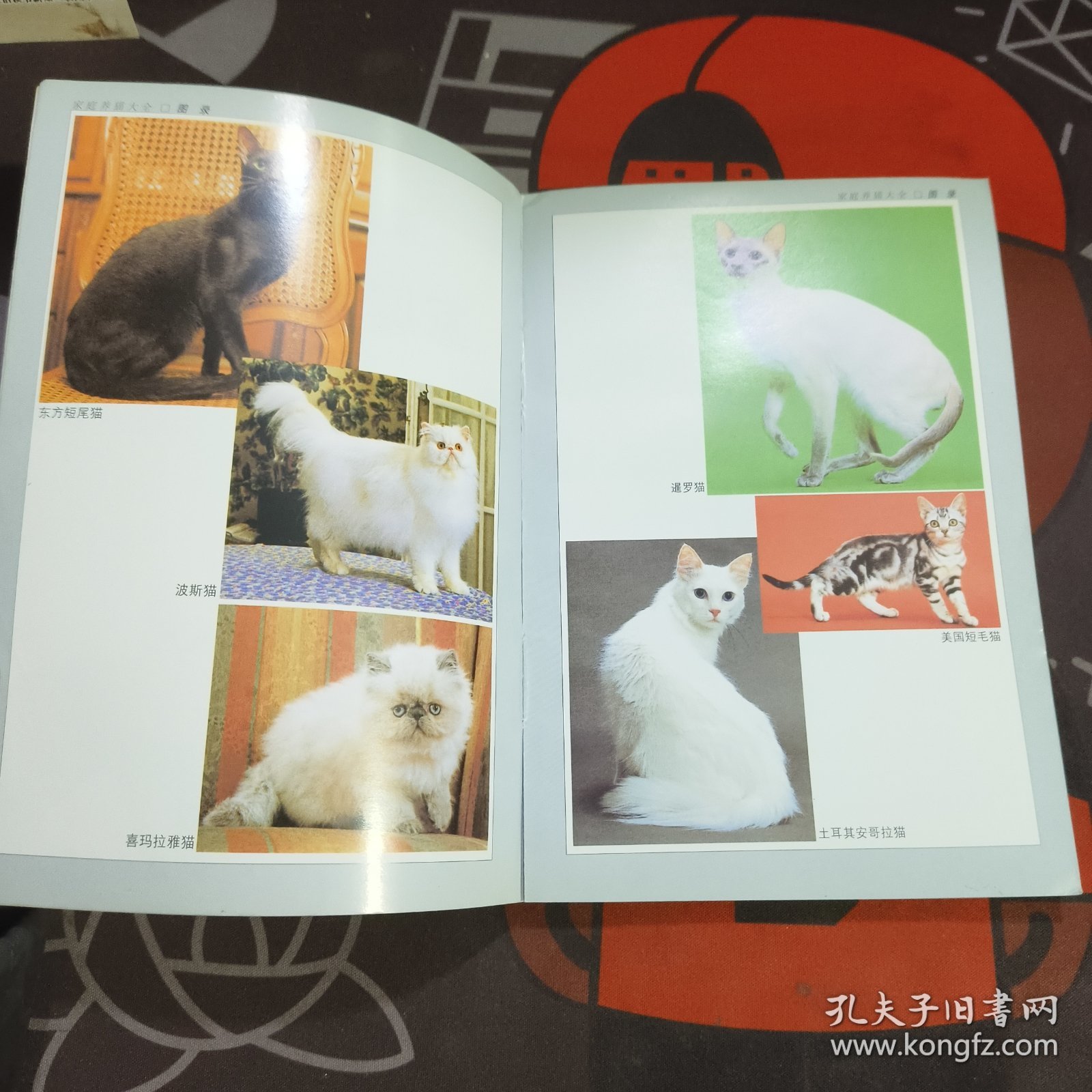 家庭养猫大全/宠物饲养大全丛书 如图书脊有破损