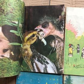 80-90年代人教版五年制六年制用小学自然课本一套