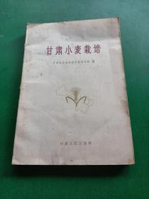 甘肃小麦栽培