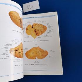人体解剖学标本彩色图谱（第2版）