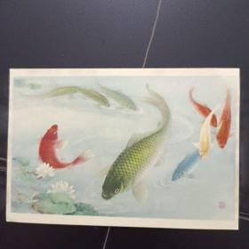50年代美术明信片:大鲤鱼（吴青霞作）品佳！包老保真！