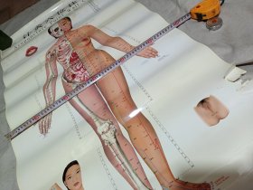 针灸穴位挂图（修订女性真人版）