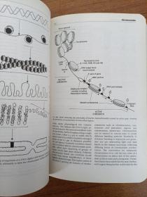 英文原版 Dictionary of Biology