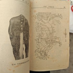 中兽医针灸学（正版书）1959年9月