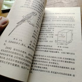 观赏鸟的饲育