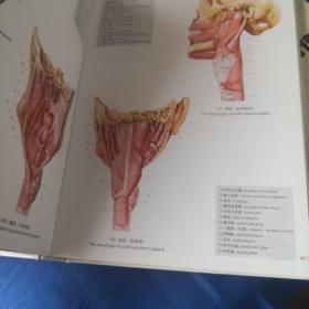 人体解剖学彩色图谱（第二版）