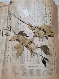 植物标本，无标本台纸.2150527-88
