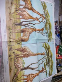 长颈鹿的进化示意图一 挂图