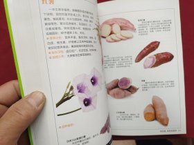 常见蔬菜图鉴