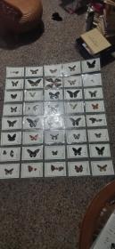 蝴蝶标本40张合售