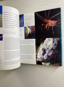 Dive in Style：With 743 Colour illustrations（2006年英文版）24开（精装如图、内页干净）