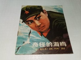 奇怪的海鸥