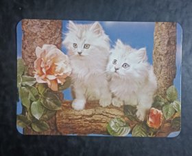 贺卡 双猫