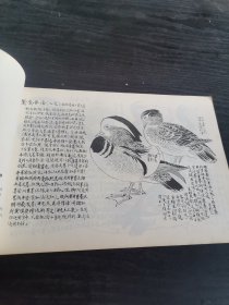 花鸟画谱