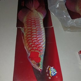 紫艳红龙鱼 图片