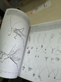 新编养心斋描摹画谱 工笔草虫