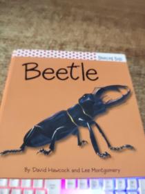 Beetle