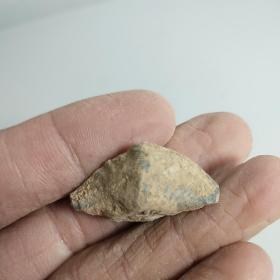1~3亿年前螺化石u25