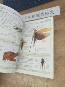 昆虫：全世界550多种昆虫、蜘蛛和陆生节肢动物的彩色图鉴