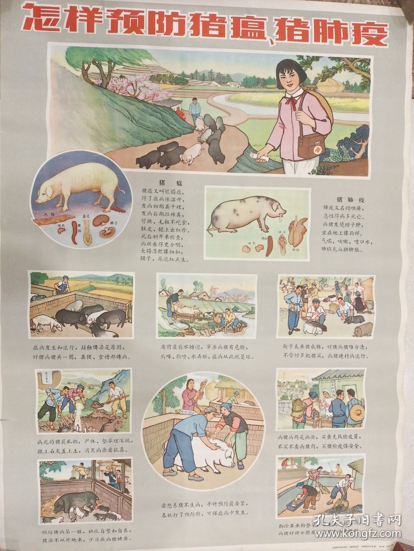 怎样预防猪瘟、猪肺疫