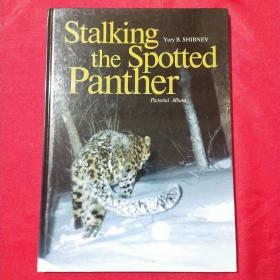 Stalking the Spotted Panther