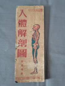 人體解剖圖（折叠的）